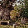 aged oak tree roots Masonic education